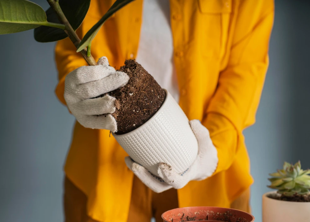 Bakımı Kolay Saksı Çiçekleri
