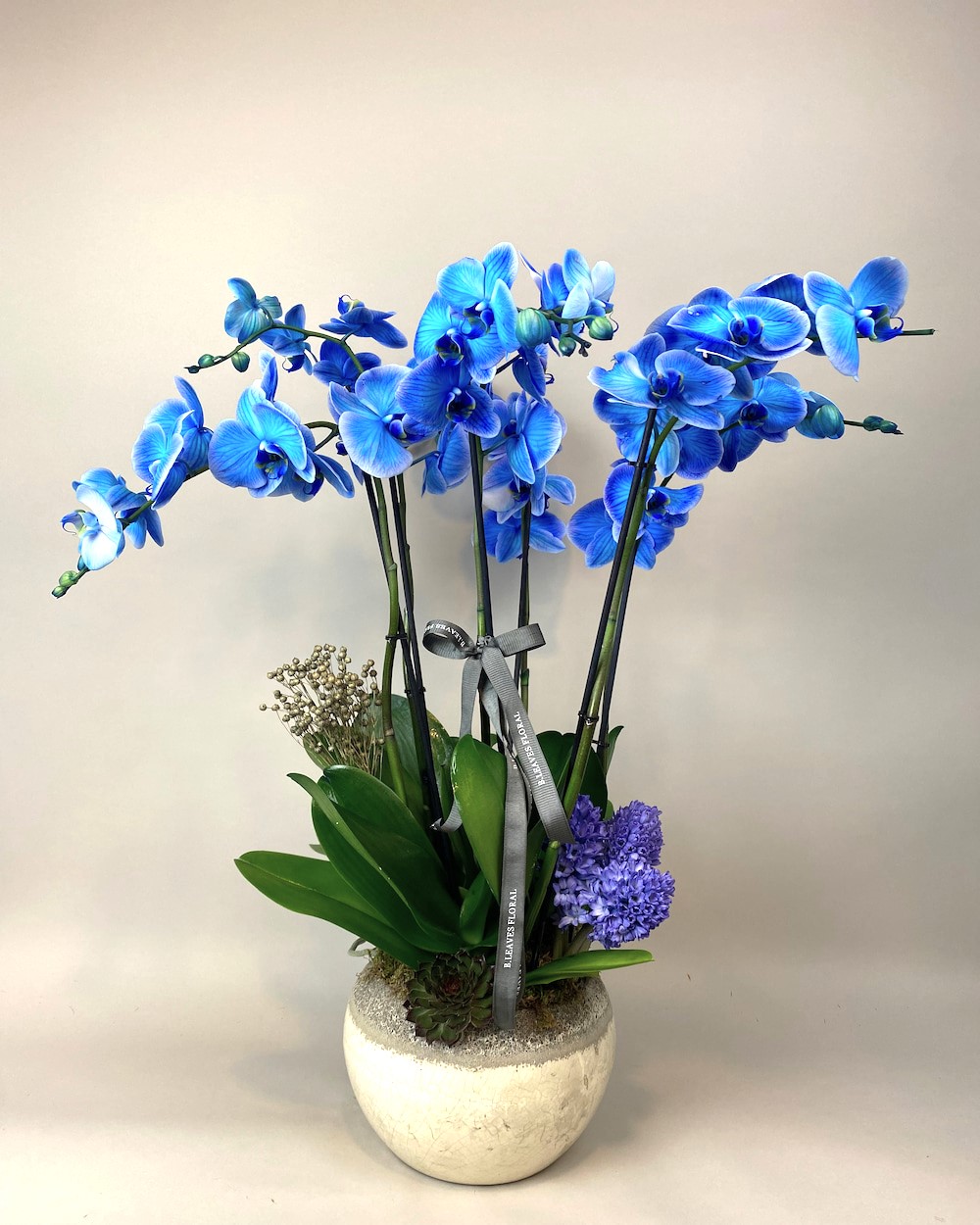 6 Dallı Elegance Mavi Orkide