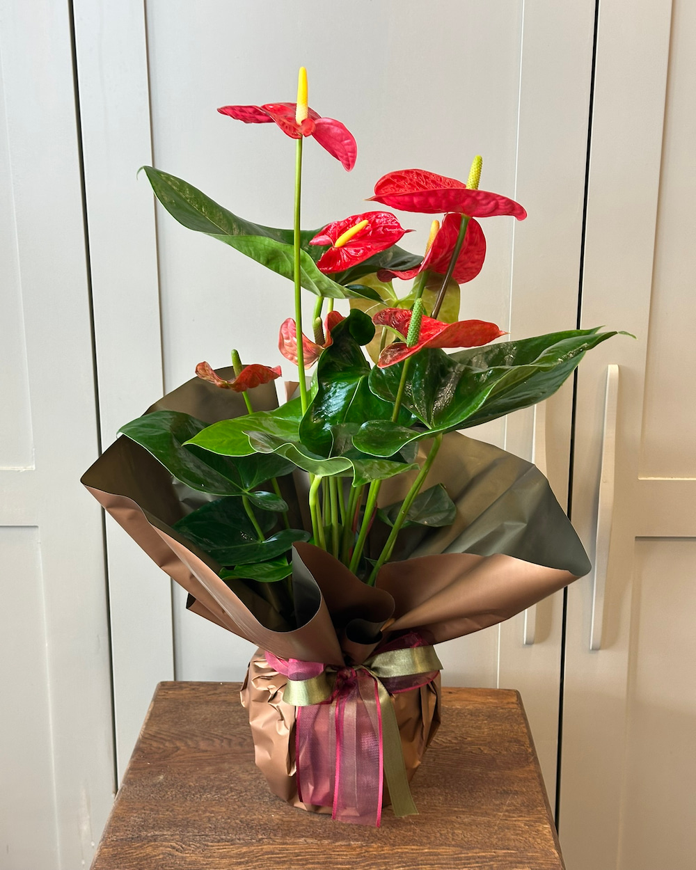 Anthurium Kırmızı