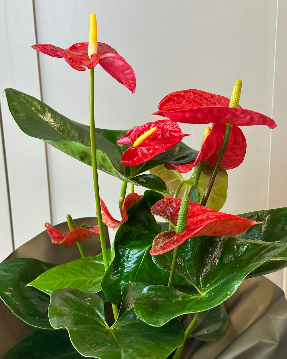 Anthurium Kırmızı