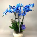 6 Dallı Elegance Mavi Orkide