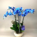 6 Dallı Elegance Mavi Orkide