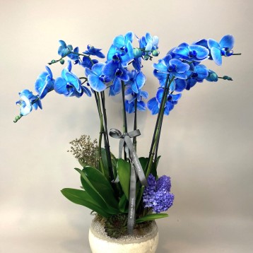 6 Dallı Elegance Mavi Orkide