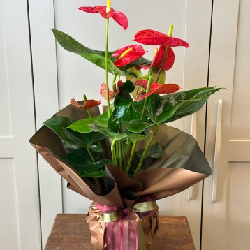 Anthurium Kırmızı