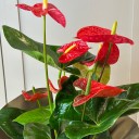 Anthurium Kırmızı