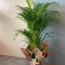 Areka Palmiyesi 180 Cm