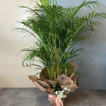 Areka Palmiyesi 180 Cm