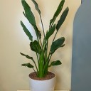 Beyaz Saksıda Starliçe Cennet Kuşu