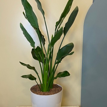 Beyaz Saksıda Starliçe Cennet Kuşu