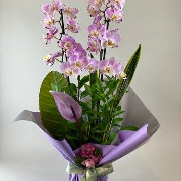 Custom Elegance Lila Orkide