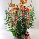 Deluxe Turuncu Orkide