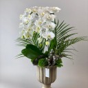 Elegance Beyaz Orkide