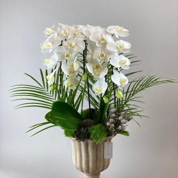 Elegance Beyaz Orkide