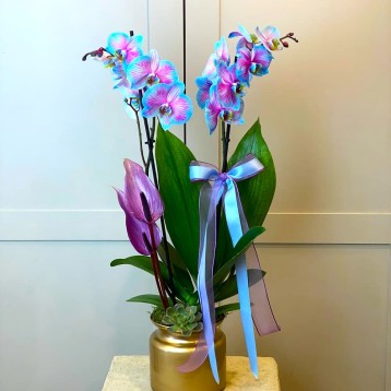 Azul Rosa 2 dallı Orkide