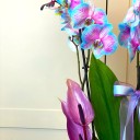 Azul Rosa 2 dallı Orkide