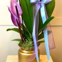 Azul Rosa 2 dallı Orkide