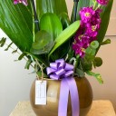 İki Dallı Mor Benekli Orkide