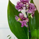İki Dallı Mor Benekli Orkide