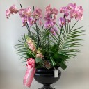 Mallare Sweet Lilac Orkide