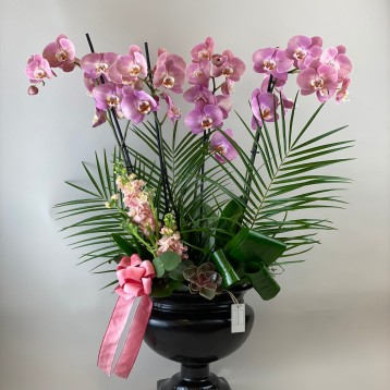 Mallare Sweet Lilac Orkide