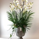 Marotta Deluxe Orkide