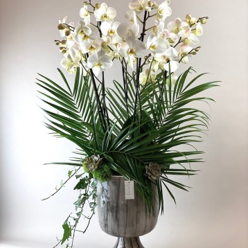 Marotta Deluxe Orkide