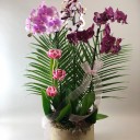 Martell Deluxe Orkide