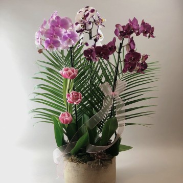 Martell Deluxe Orkide