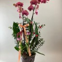 Molini Deluxe Orkide