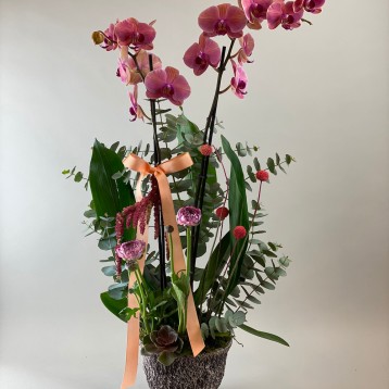 Molini Deluxe Orkide