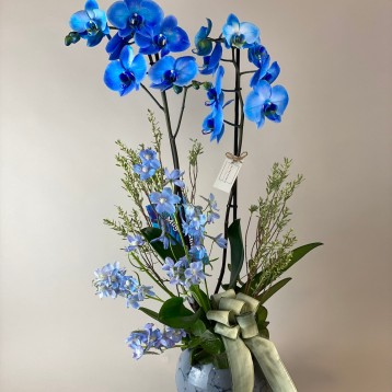 Pitelli Deluxe Mavi Orkide