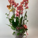 Rebois Elegance Turuncu Orkide