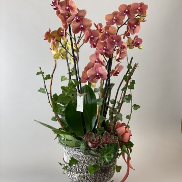 Rebois Elegance Turuncu Orkide