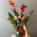 Ribera Turuncu Orkide