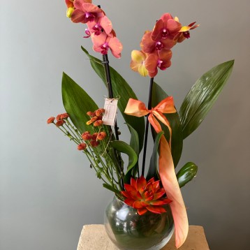 Ribera Turuncu Orkide