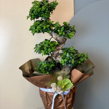 S Gövdeli Bonsai