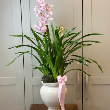 Saksıda Cymbidium Orkide