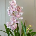 Saksıda Cymbidium Orkide