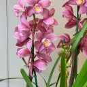 Saksıda Fuşya Cymbidium Orkide