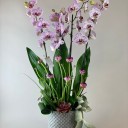 Santa Lucia Deluxe Orkide