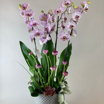 Santa Lucia Deluxe Orkide