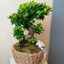 Sepette Bonsai