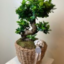 Sepette Bonsai