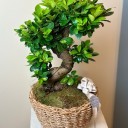 Sepette Bonsai