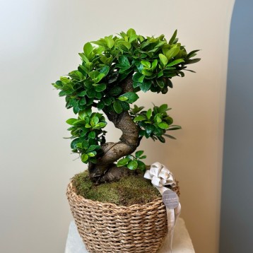 Sepette Bonsai