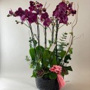 Siyah Vazoda Altılı Mor Orkide