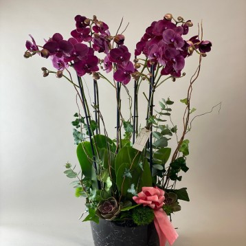 Siyah Vazoda Altılı Mor Orkide