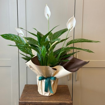 Spathiphyllum Bitkisi