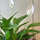 Spathiphyllum Bitkisi
