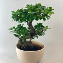 Taş Vazoda Bonsai